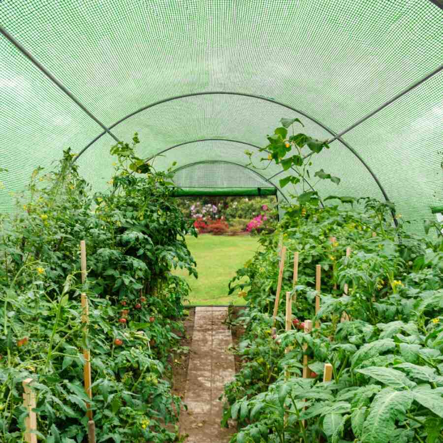 mini sera de gradina